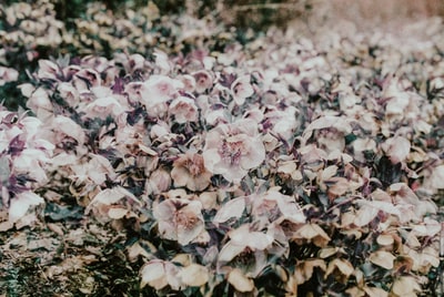 地上有白色和粉色的花